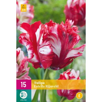 Lalele Estella Rijnveld, Holland, Bulbi,15 buc Lalele Estella Rijnveld, Holland, Bulbi,15 buc
