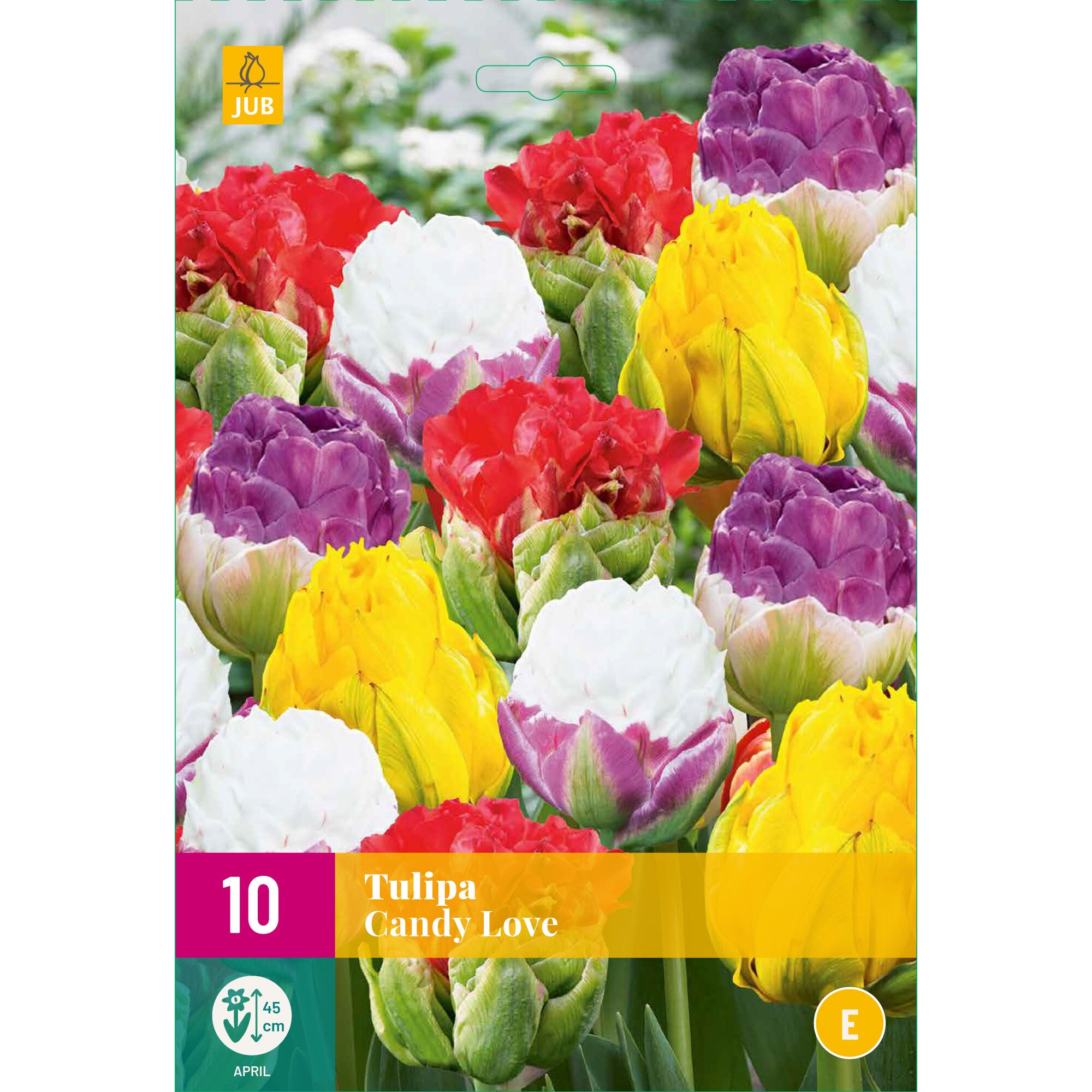 Lalele Candy Love, Holland, Bulbi,10 buc