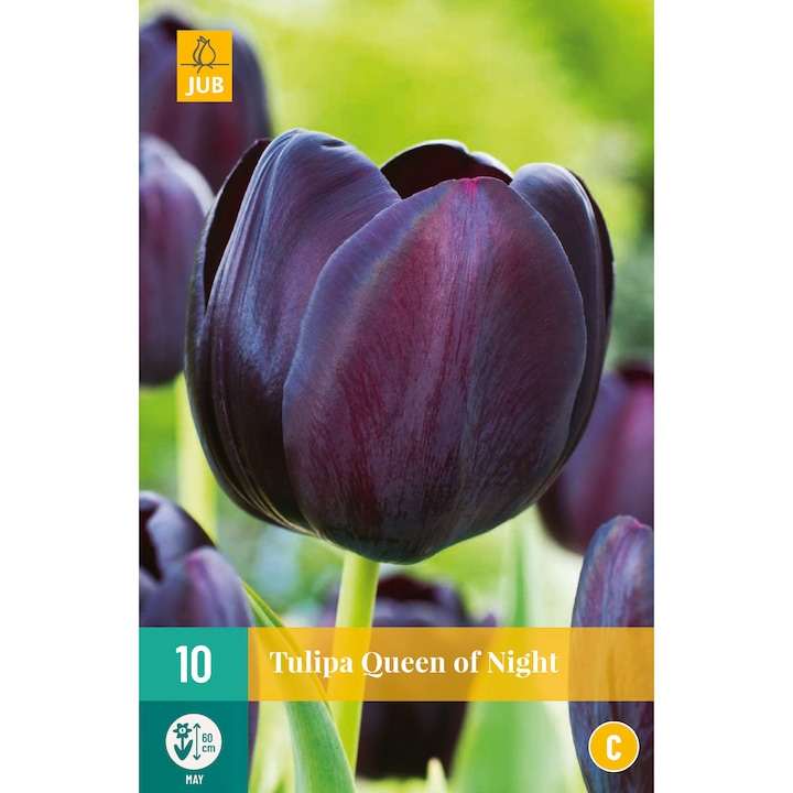 tulipán hagyma praktiker