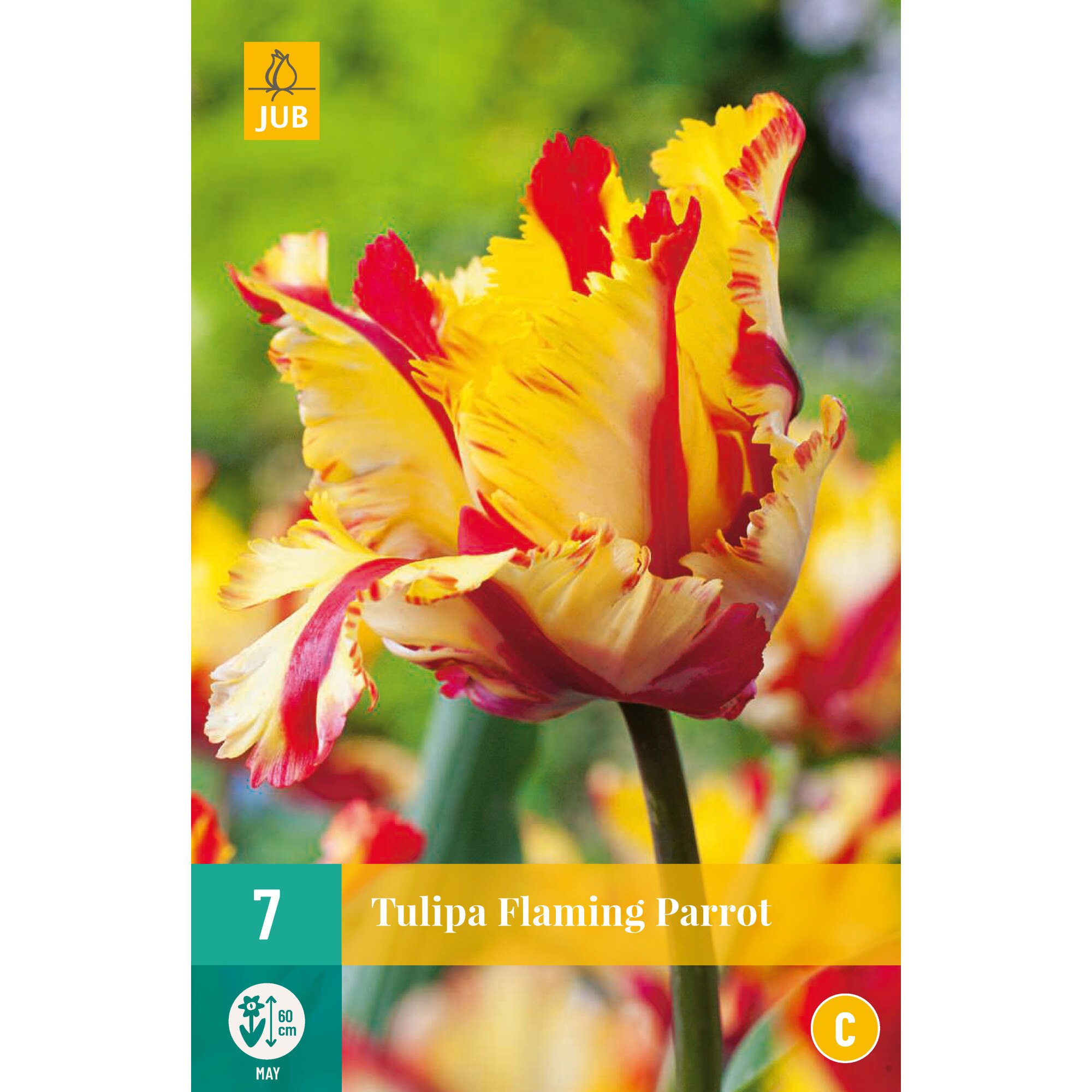 Lalele Flaming Parrot, Holland, Bulbi, 7 buc