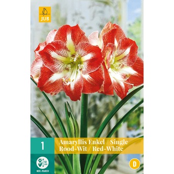 Crini de camera Amaryllis Red White, Holand, Bulbi, 1 buc Crini de camera Amaryllis Red White, Holand, Bulbi, 1 buc