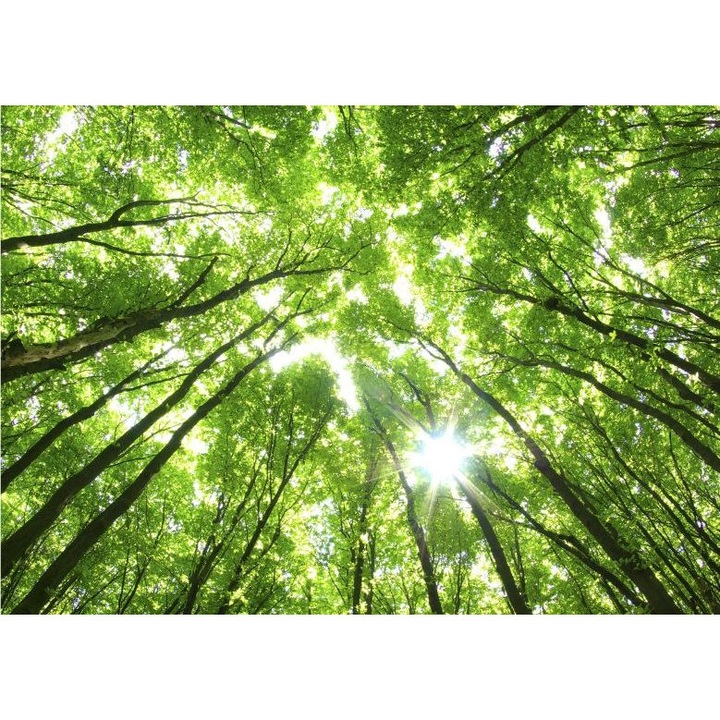 Fototapet peisagistic Wizard Genius 5439-8 dimensiune 384cm (L) x 260cm (I) verde