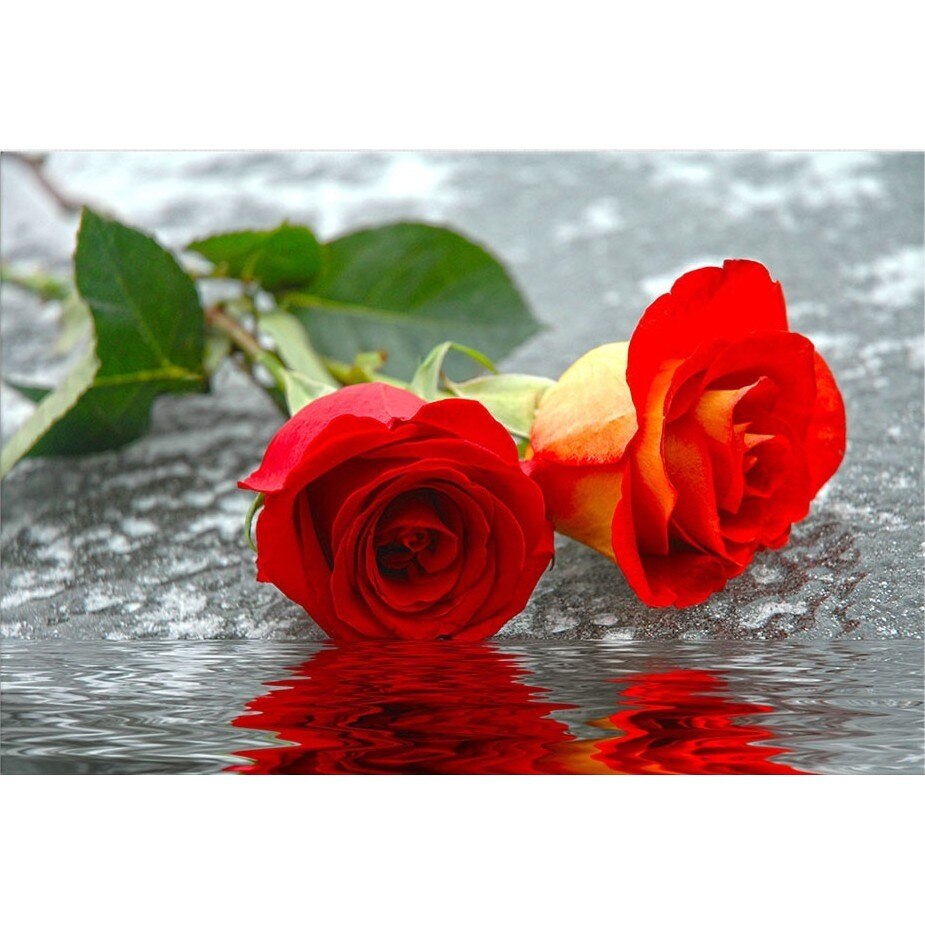 Tablou DualView Startonight Trandafiri pe apa, luminos in intuneric, 80 x 120 cm
