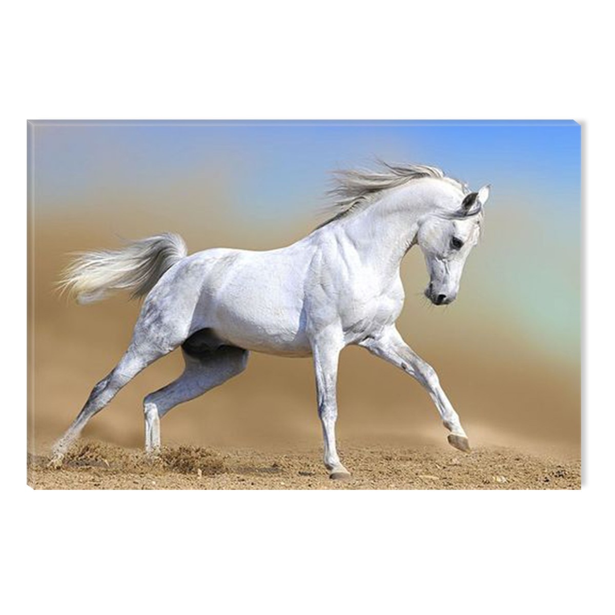 Tablou DualView Startonight Cal arab, luminos in intuneric, 60 x 90 cm