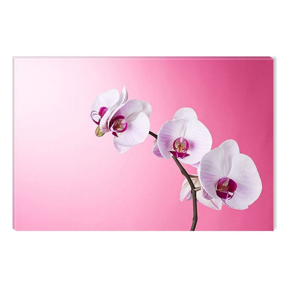 Tablou DualView Startonight Orhidee pe roz, luminos in intuneric, 60 x 90 cm