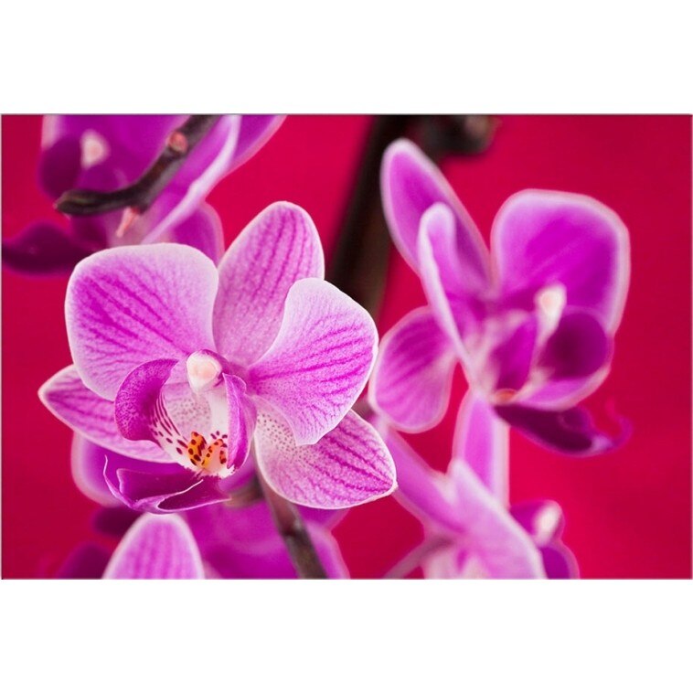 Tablou DualView Startonight Orhidee violet, luminos in intuneric, 80 x 120 cm