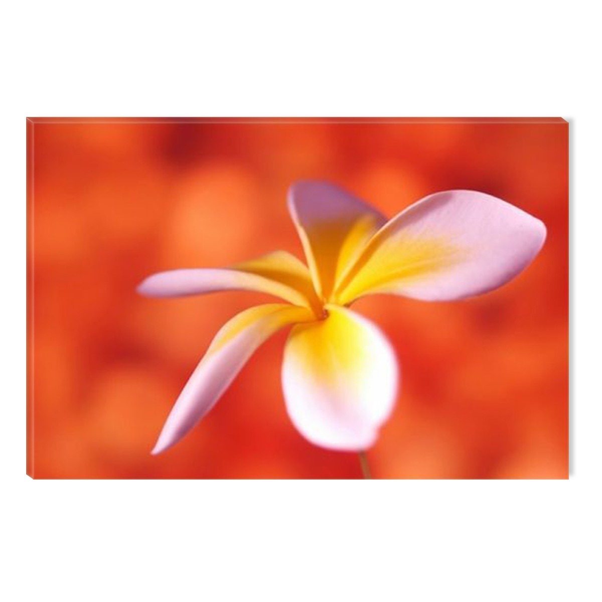 Tablou DualView Startonight Frangipani, luminos in intuneric, 60 x 90 cm