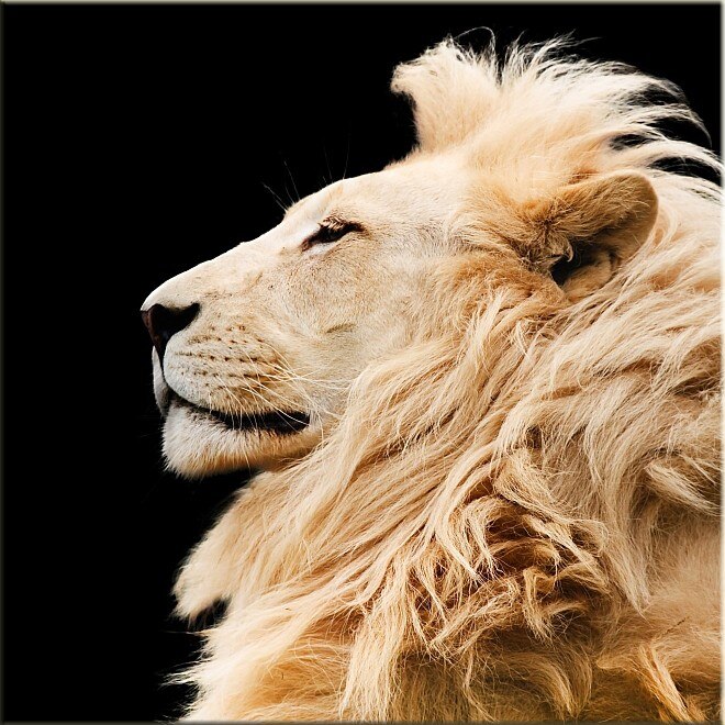 Tablou DualView Startonight Profil leu, luminos in intuneric, 30 x 30 cm