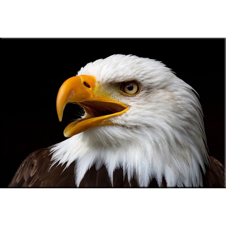 Tablou DualView Startonight Vultur american, luminos in intuneric, 80 x 120 cm
