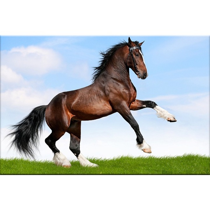 Tablou DualView Startonight Cal in galop, luminos in intuneric, 60 x 90 cm