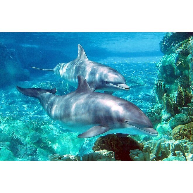 Tablou DualView Startonight Delfini , luminos in intuneric, 40 x 60 cm