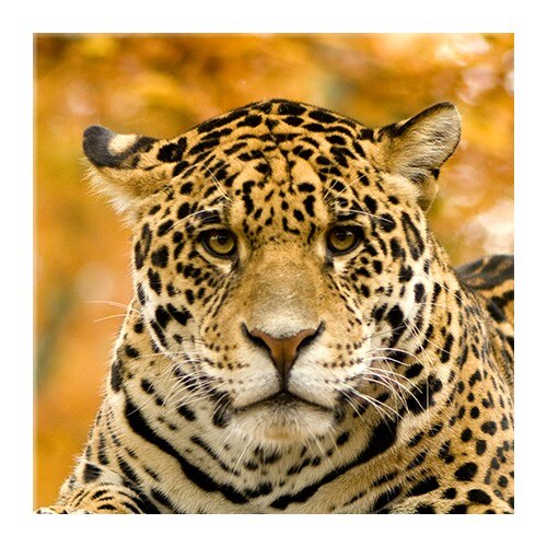 Tablou DualView Startonight Jaguar, luminos in intuneric, 40 x 40 cm