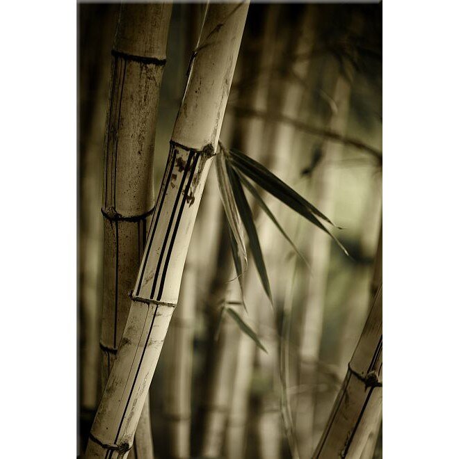 Tablou DualView Startonight Bambus, luminos in intuneric, 20 x 30 cm