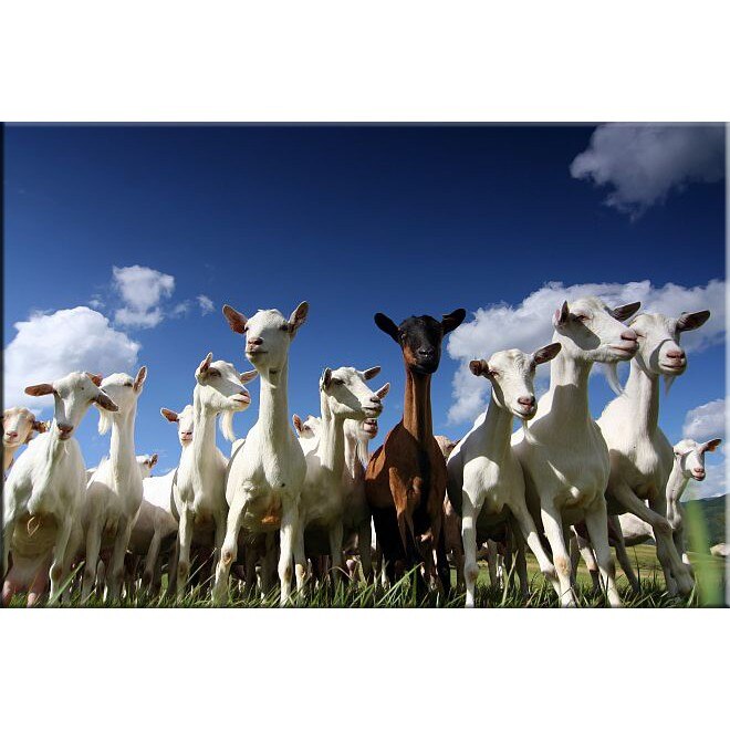 Tablou DualView Startonight Capre, luminos in intuneric, 20 x 30 cm