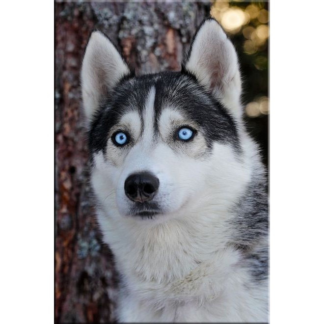 Tablou DualView Startonight Husky, luminos in intuneric, 20 x 30 cm