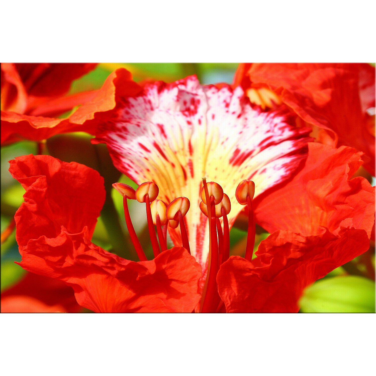 Tablou DualView Startonight Floare paun, luminos in intuneric, 60 x 90 cm