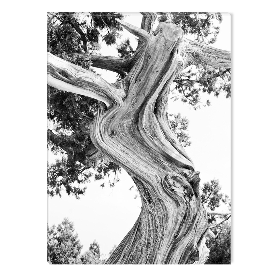 Tablou DualView Startonight Copac batran, luminos in intuneric, 60 x 90 cm