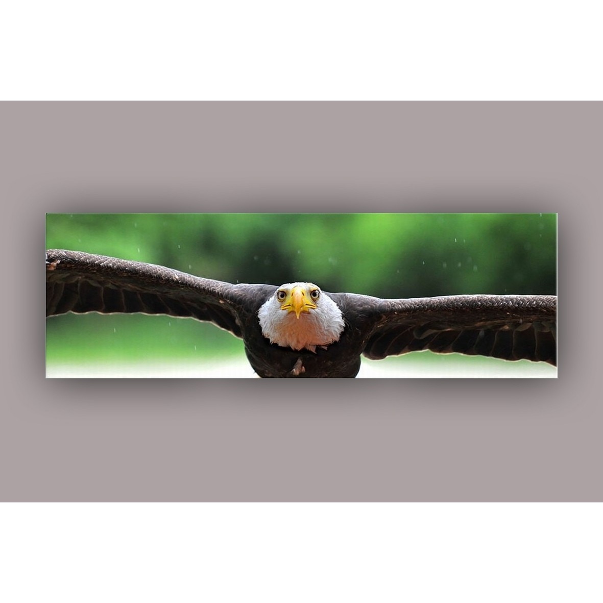 Tablou DualView Startonight Vultur, luminos in intuneric, 40 x 120 cm