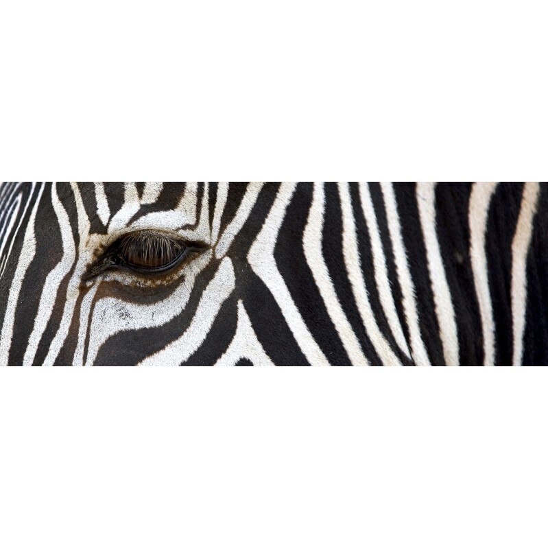 Tablou DualView Startonight Zebra, luminos in intuneric, 40 x 120 cm