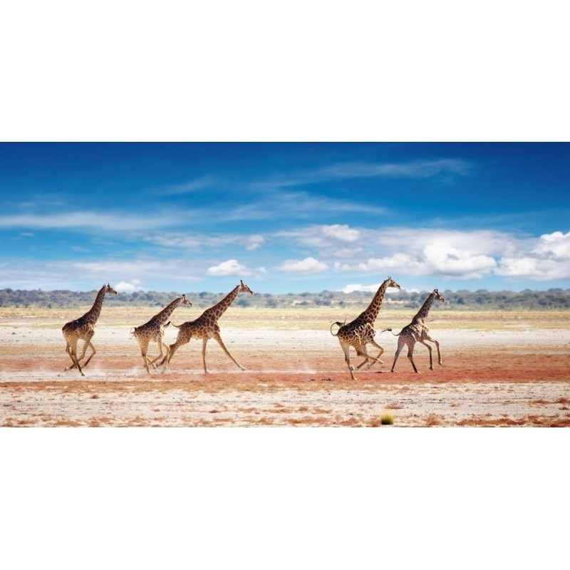 Tablou DualView Startonight Girafe alergand, luminos in intuneric, 40 x 120 cm