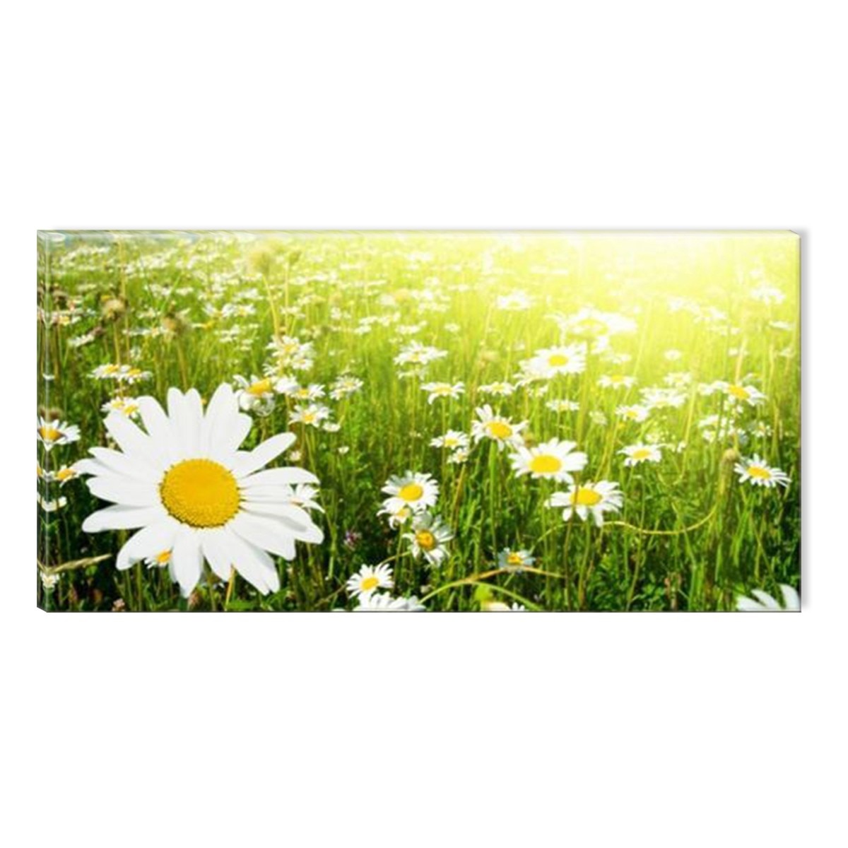 Tablou DualView Startonight Camp cu margarete, luminos in intuneric, 60 x 120 cm