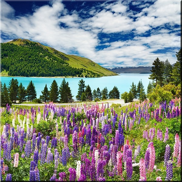 Tablou DualView Startonight Covor de flori spre lac, luminos in intuneric, 80 x 80 cm