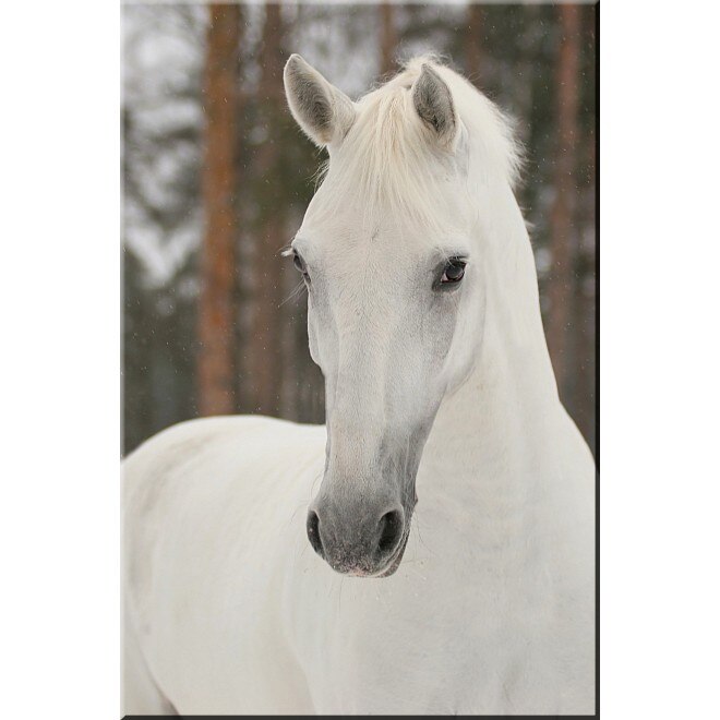 Tablou DualView Startonight Printesa, luminos in intuneric, 20 x 30 cm