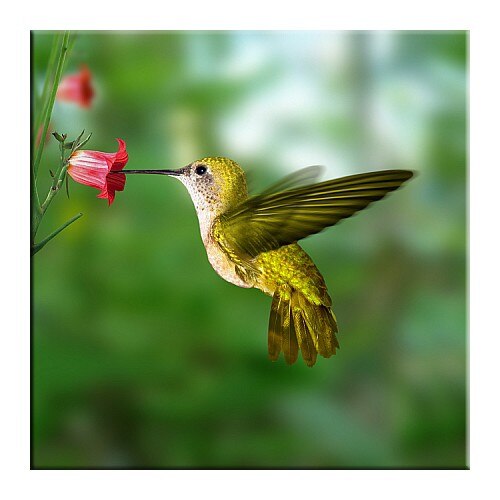 Tablou DualView Startonight Pasare la masa, luminos in intuneric, 30 x 30 cm