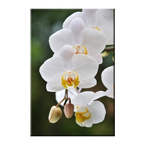 Tablou DualView Startonight Orhidee alba, luminos in intuneric, 60 x 90 cm
