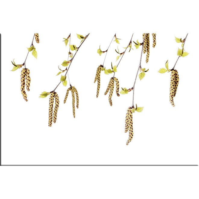 Tablou DualView Startonight Flori de mesteacan, luminos in intuneric, 80 x 120 cm