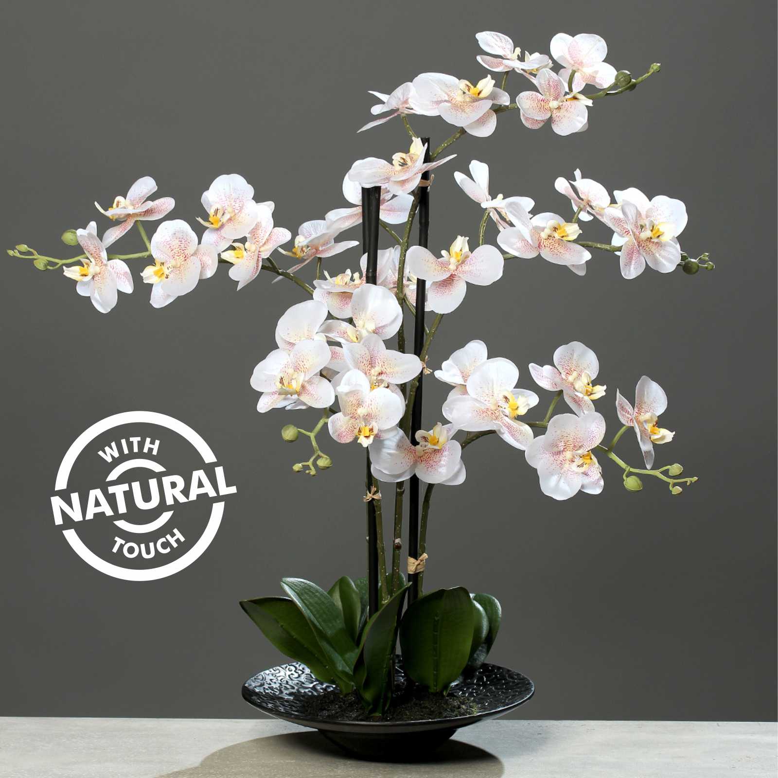 Купить цветы орхидеи в горшке. Орхидея фаленопсис белая. Фаленопсис Astrid. Орхидея фаленопсис мини. Орхидея фаленопсис Alabaster.