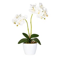 Cauți Orhidee Neagra Planta Alege Din Oferta Emag Ro