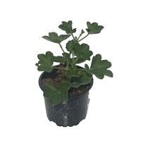 muscate curgatoare rosii ghiveci p10 5cm imagen 6_0_
0