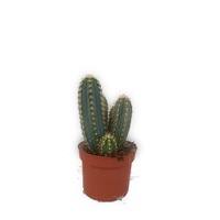 Cactus - mix 3 plante