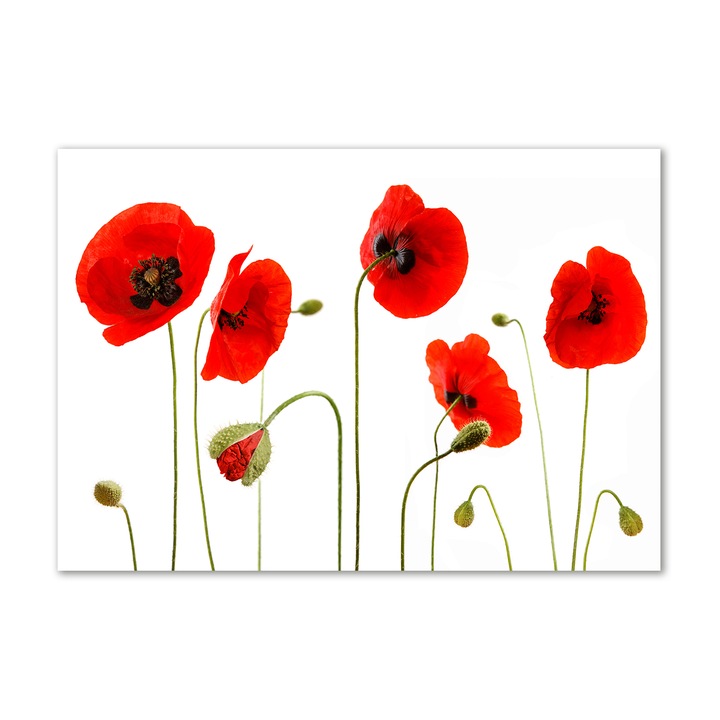 Tulup Fali panel, üveg, 100x70 cm, "Maki" (tw2-de-pk70-100x70-f-3560391)