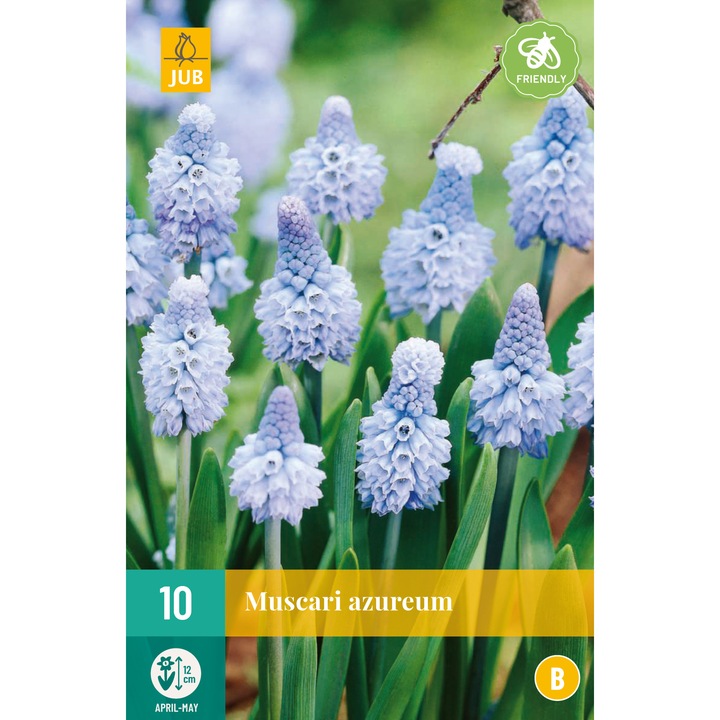 Hollandica, Muscari Azureum, virághagymák, 10 darab