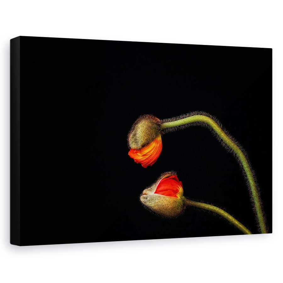 Tablou canvas - Tango Argentinian, Natura Moarta, Silueta, Vara, Floare, Macro, 60 x 90 cm