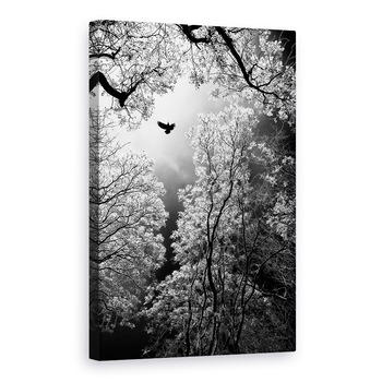 Tablou canvas - Zbor, Pasare, Copaci, Melenci, Serbia, 60 x 90 cm Tablou canvas - Zbor, Pasare, Copaci, Melenci, Serbia, 60 x 90 cm