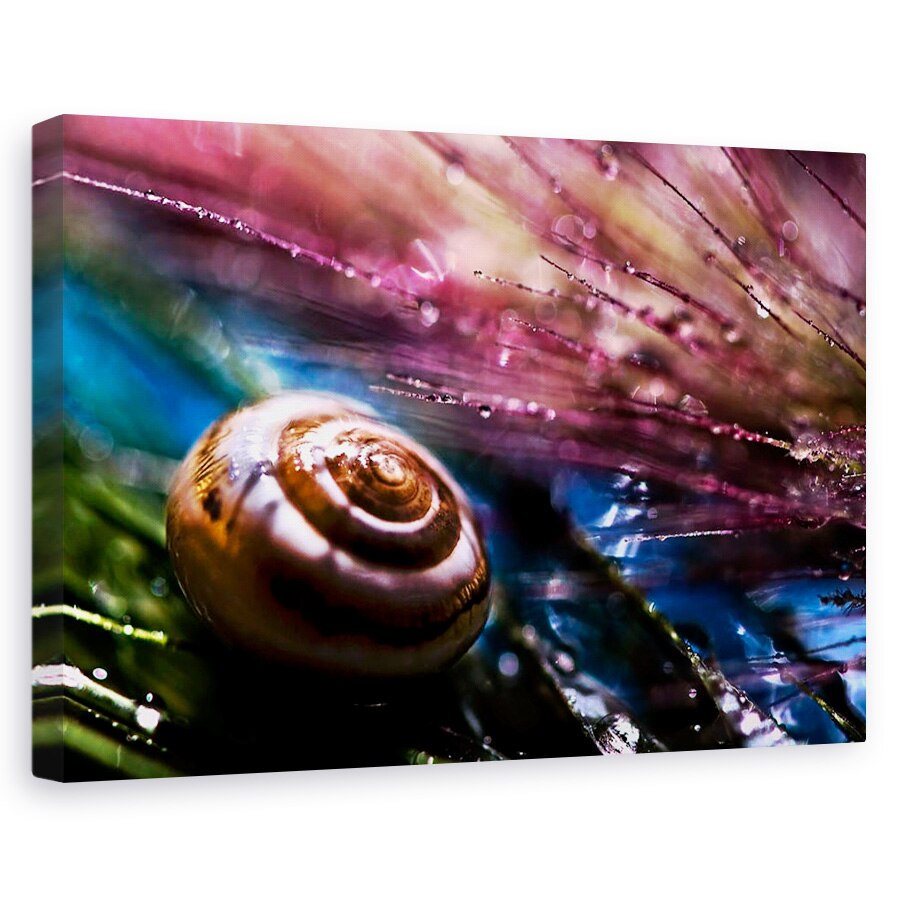 Tablou canvas - Melc, Coaja, Melc, Colorat, Abstract, Macro, 40 x 60 cm