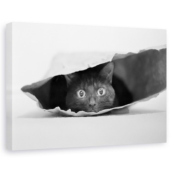 Tablou canvas - Pisica din Punga, Sac, Pet, Animal, Dragut, 60 x 90 cm Tablou canvas - Pisica din Punga, Sac, Pet, Animal, Dragut, 60 x 90 cm
