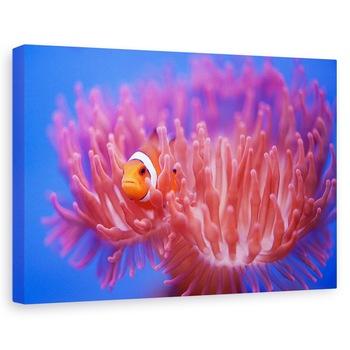 Tablou canvas - In Cautarea Lui Nemo, Pestele-Clovn, Zoo, 40 x 60 cm Tablou canvas - In Cautarea Lui Nemo, Pestele-Clovn, Zoo, 40 x 60 cm