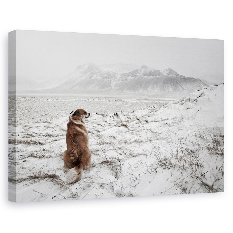 Tablou canvas - Furtuna De Zapada, Islanda, Caine, Animal, Singur, Munte, 60 x 90 cm