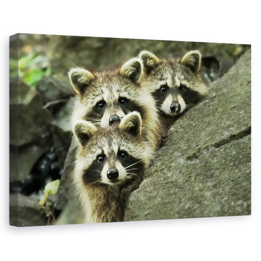 Tablou canvas - Tres Banditos, Natura, Banditi, Padure, Raton, Frati, 60 x 90 cm