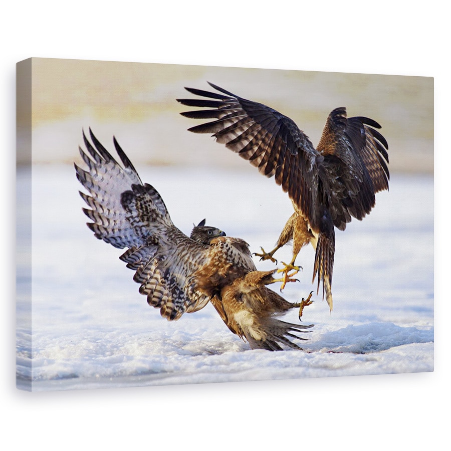 Tablou canvas - Duel, Natura, Pasare, Salbatic, Lupta, 60 x 90 cm