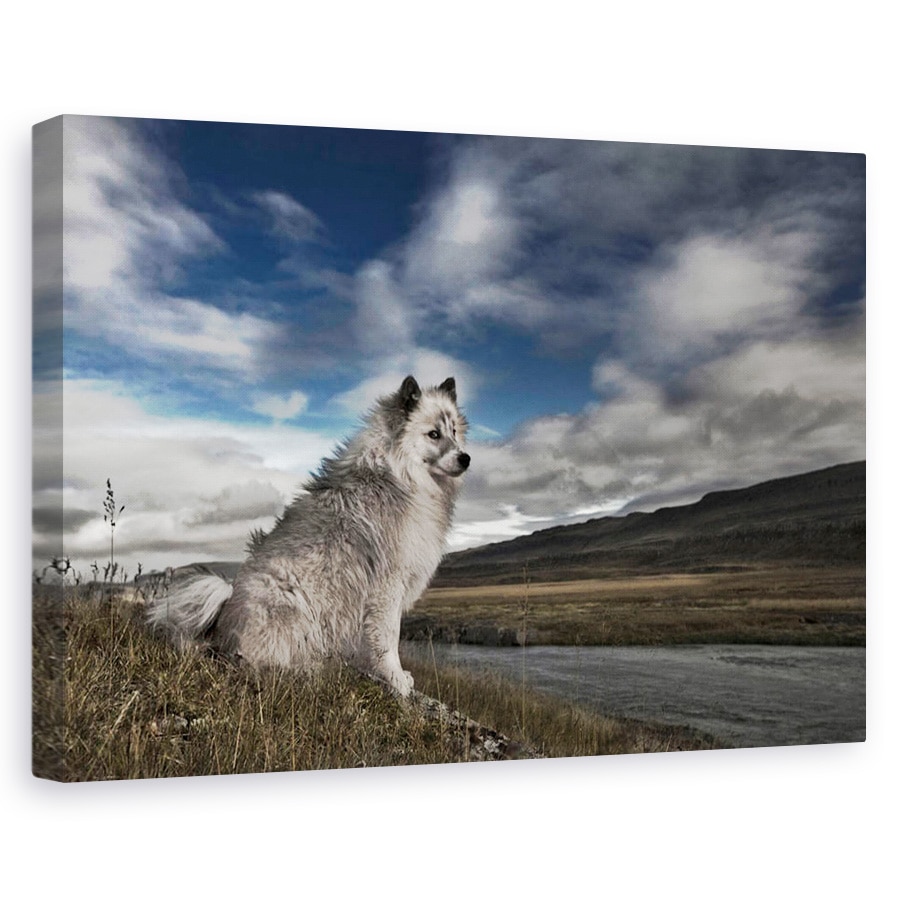 Tablou canvas - Moment In Timp, Islanda, Animal, Caine, Rural, Peisaj, 60 x 90 cm