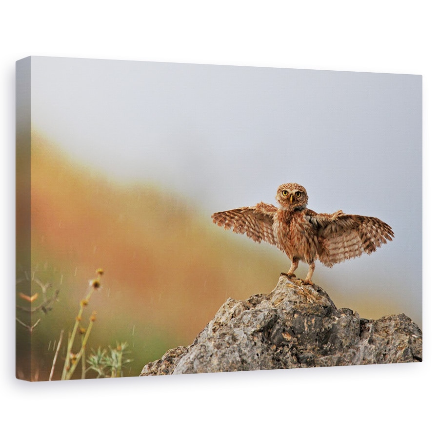 Tablou canvas - Pot Sa Zbor, Julis, Dragut, Bufnita, Pasare, 60 x 90 cm