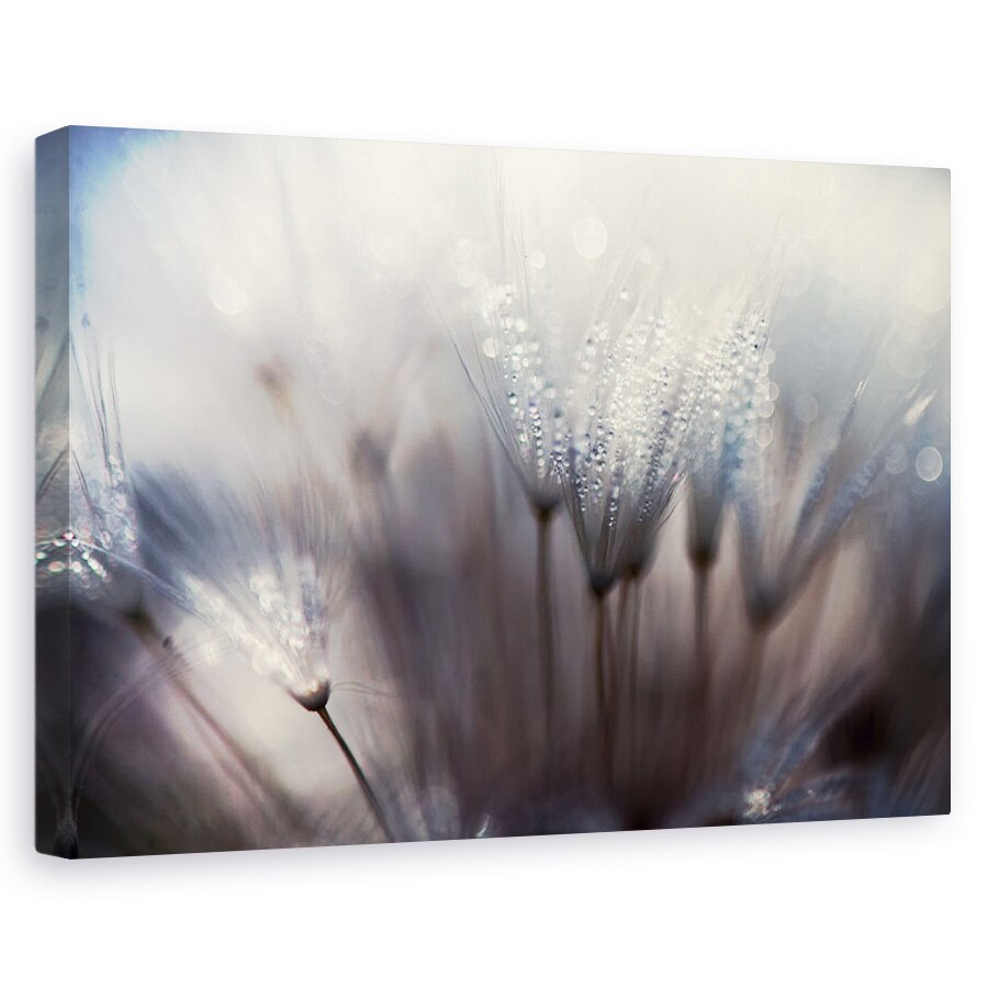 Tablou canvas - Padurea, Papadie, Picatura, Roua, Macro, Abstract, 40 x 60 cm