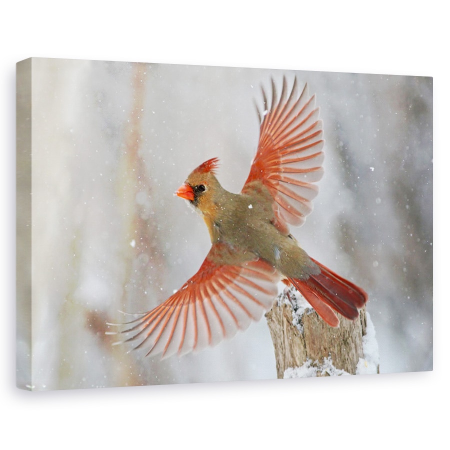 Tablou canvas - Furtuna De Zapada, Natura, Animal, Zbor, Salbatic, 20 x 30 cm