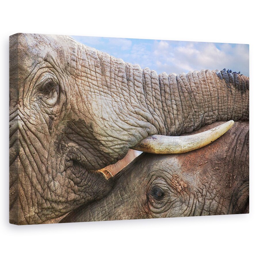 Tablou canvas - Addo Dragoste, Elefant, Salbatic, Animal, Interactiune, 20 x 30 cm