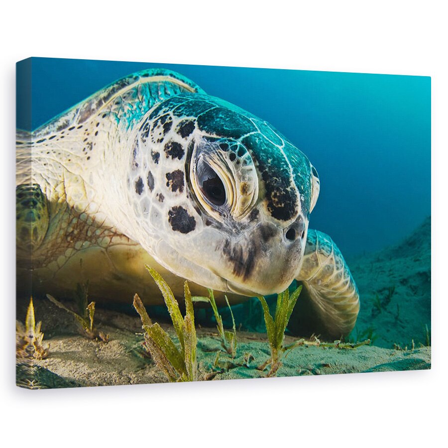 Tablou canvas - Priveste, Testoasa, Sub Apa, Aproape, Adanc, 20 x 30 cm